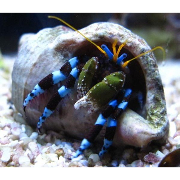 BLUE LEG HERMIT CRAB