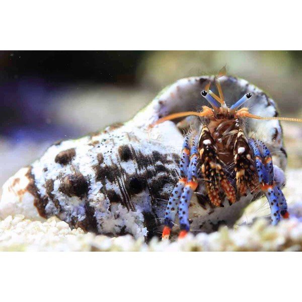 BLUE EYE HERMIT CRAB