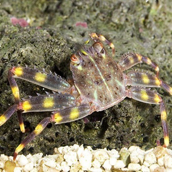 SALLY LIGHTFOOT CRAB