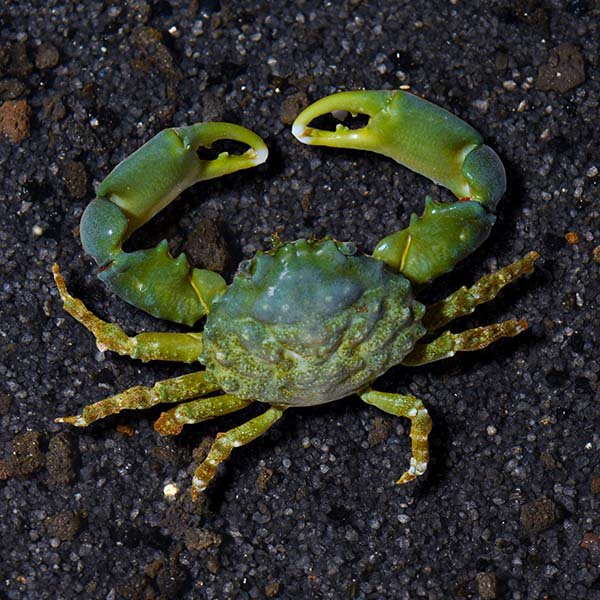 EMERALD CRAB