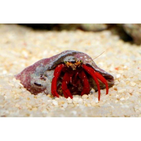 RED LEG HERMIT CRAB