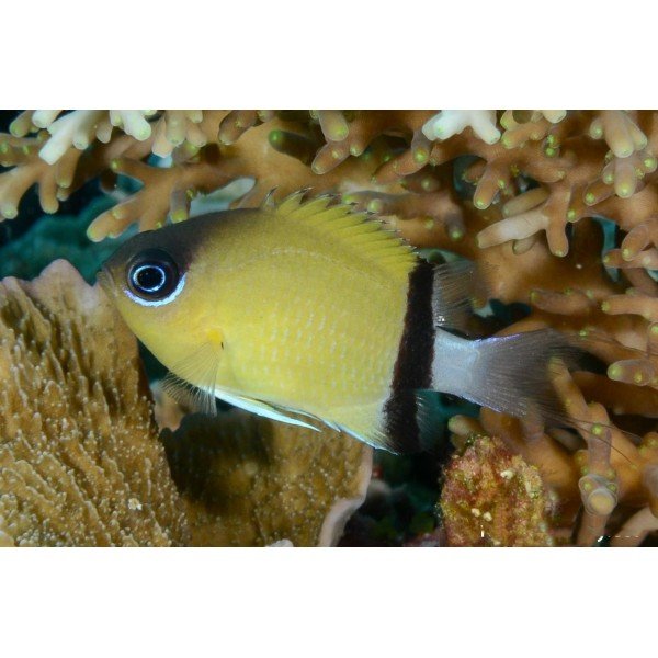 BLACK BAR CHROMIS