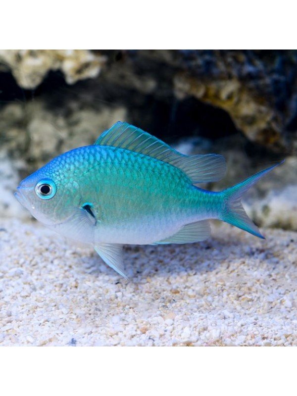 GREEN CHROMIS