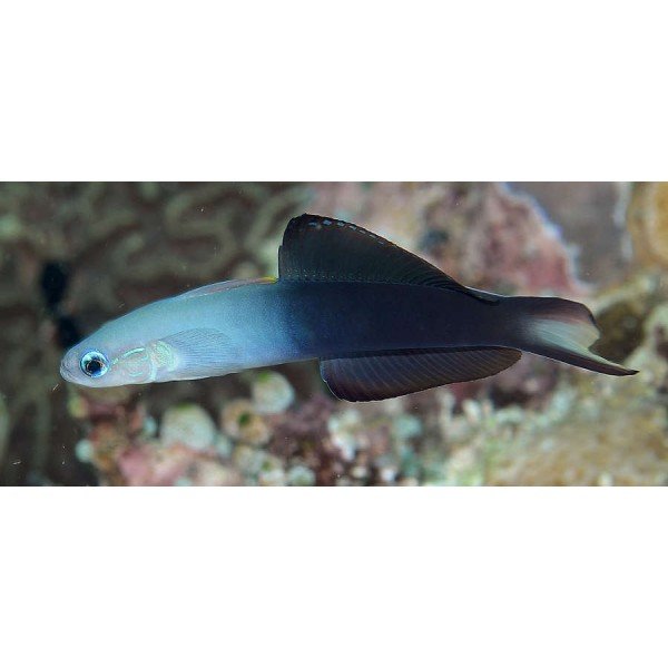 SCISSOR TAIL GOBY