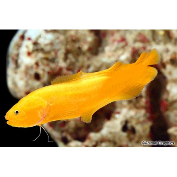 YELLOW EEL GOBY