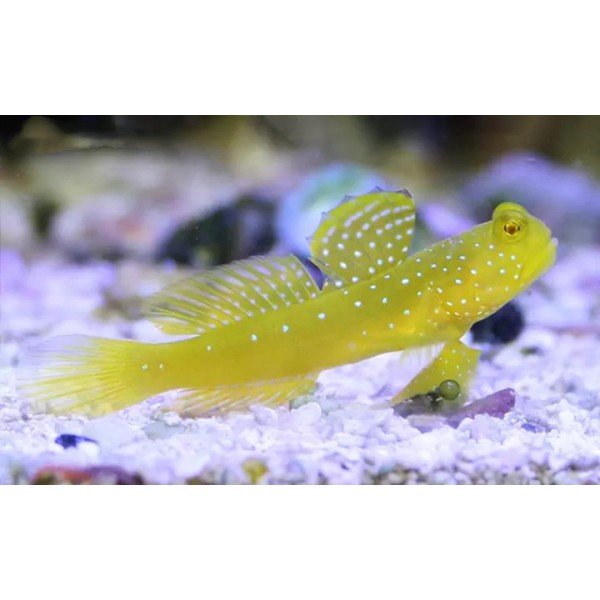 YELLOW PRAWN GOBY