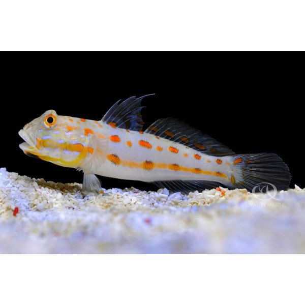 DIAMOND GOBY