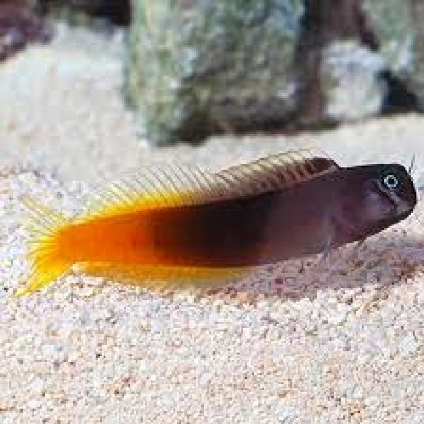 ORANGE TAIL BLENNY
