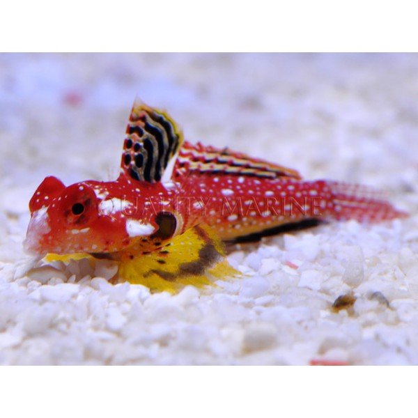 RED DRAGONET BLENNY