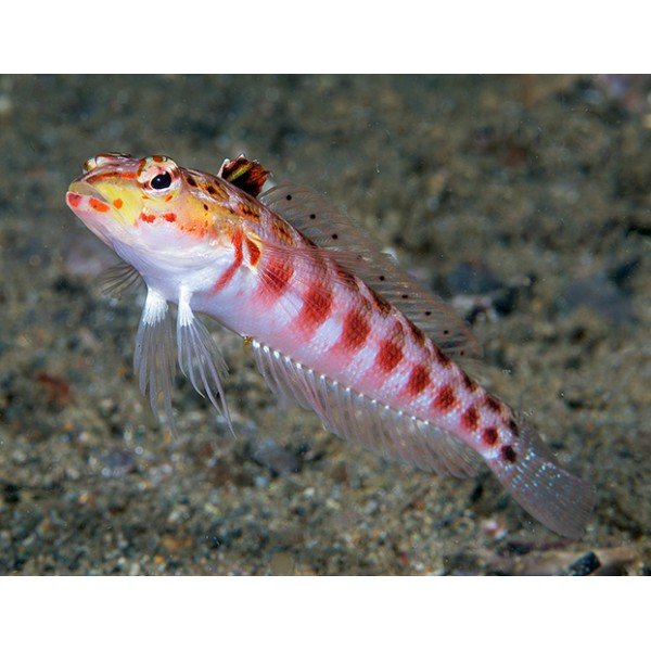 RED PARAPERCIS BLENNY