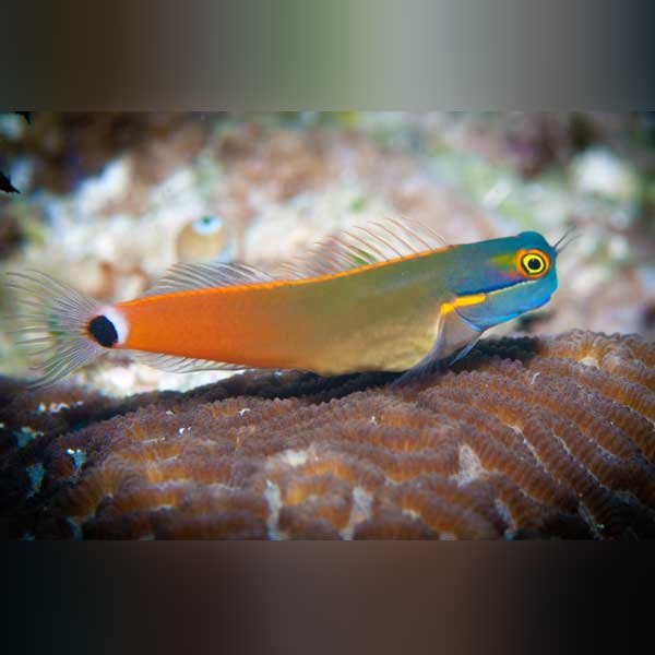 TAIL SPOT GOBY