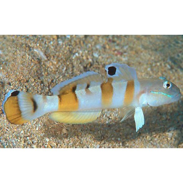 TIGER GOBY