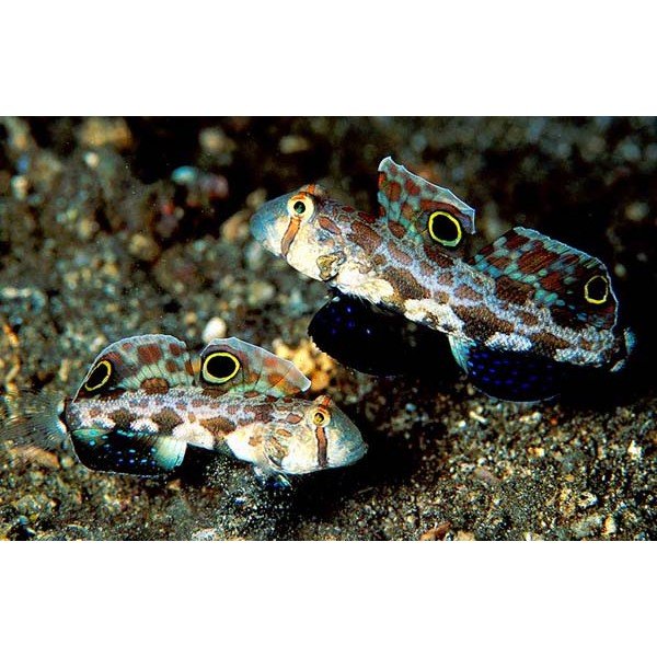 TWO SPOT GOBY