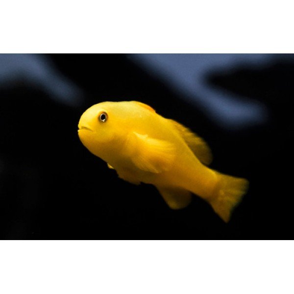 YELLOW CLOWN GOBY
