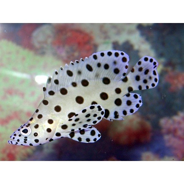 PANTHER GROUPER WILD