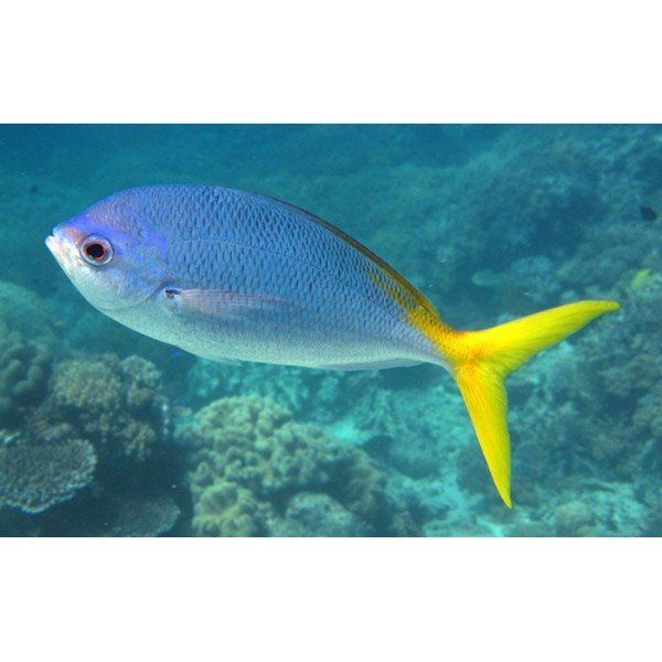 YELLOW TAIL FUSILIER