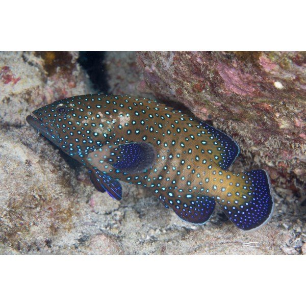 BLUE SPOTTED GROUPER