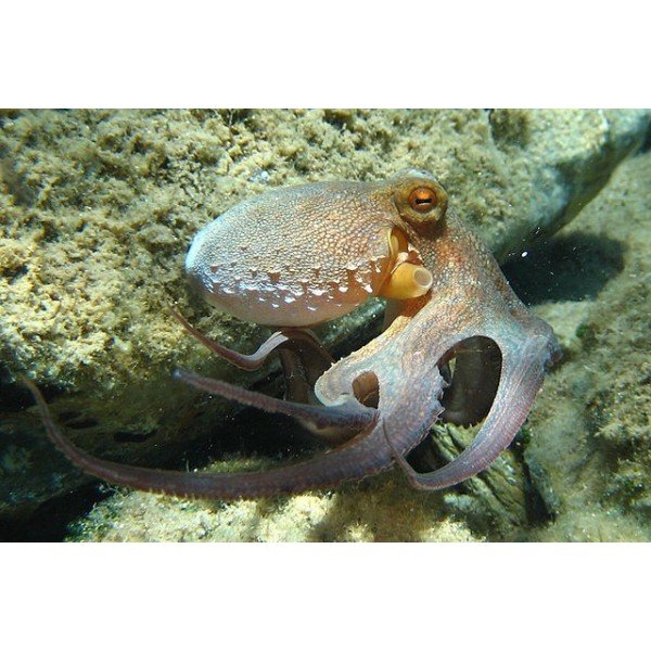 OCTOPUS