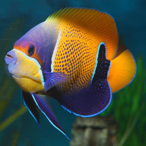 MAJESTIC ANGEL FISH