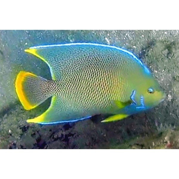 BLUE ANGEL FISH
