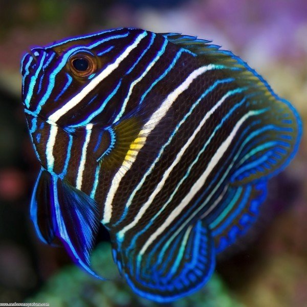 BLUE KORAN ANGEL FISH (JUV)