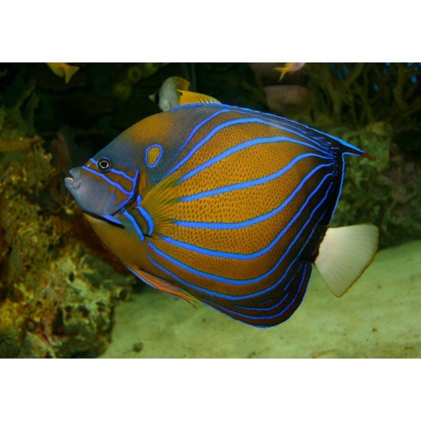 BLUE RING ANGEL FISH (ADULT)