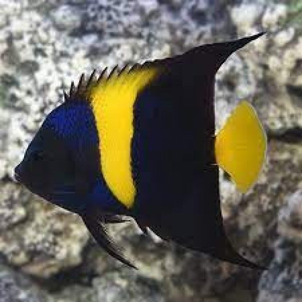 ASFUL ANGEL FISH 