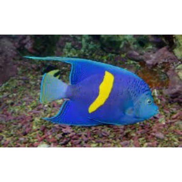 HALF MOON ANGEL FISH