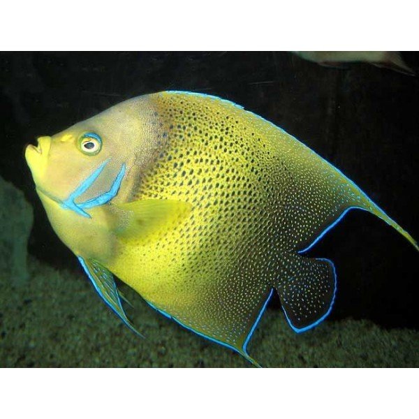 KORAN ANGEL FISH 