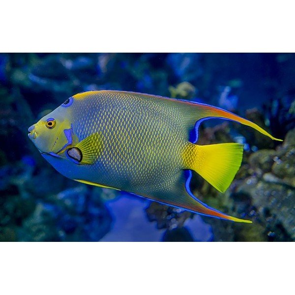 QUEEN ANGEL FISH ( SM SIZE )