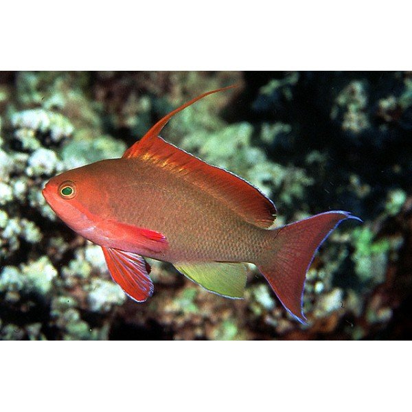 JEWEL ANTENNA BASSLET ANTHIAS (RED)