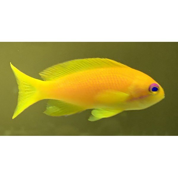 YELLOW ANTHIAS