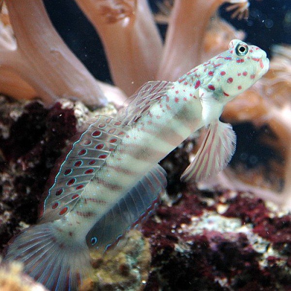 PINK & BLUE SPOT GOBY