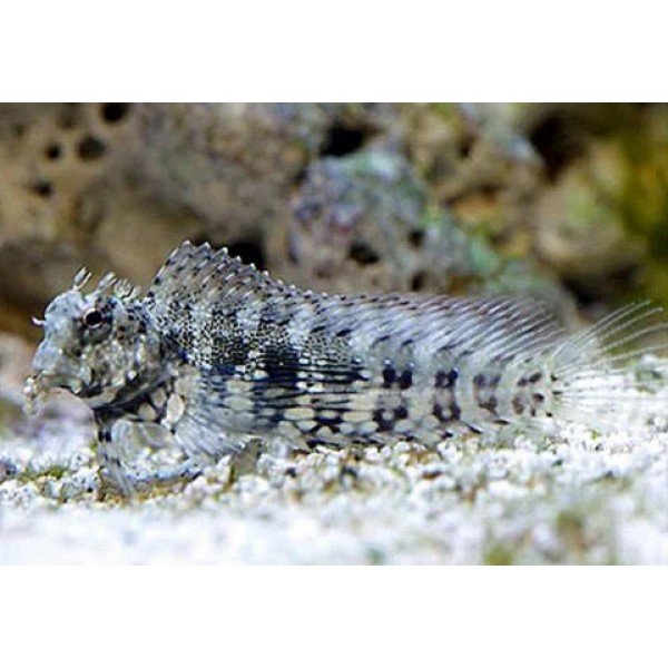 WHITE ALGAE BLENNY