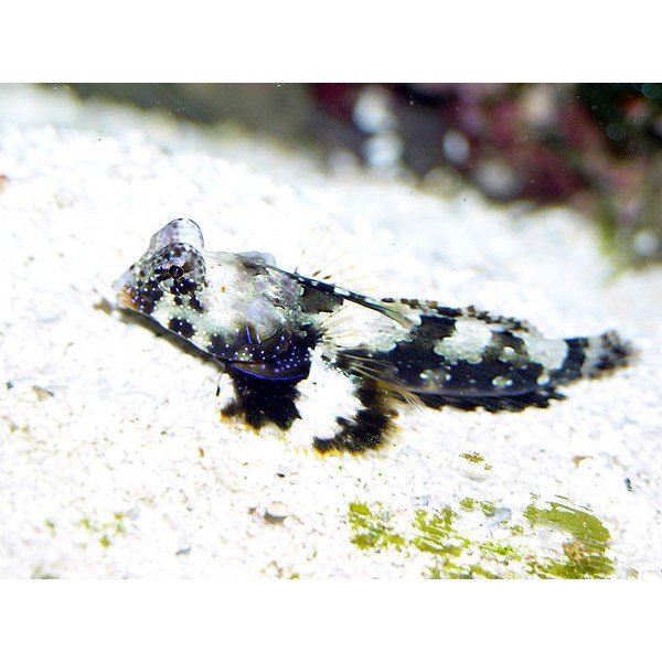 SCOOTER BLENNY