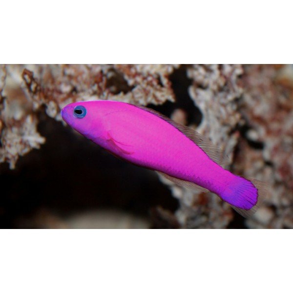 STRAWBERRY DOTTYBACK