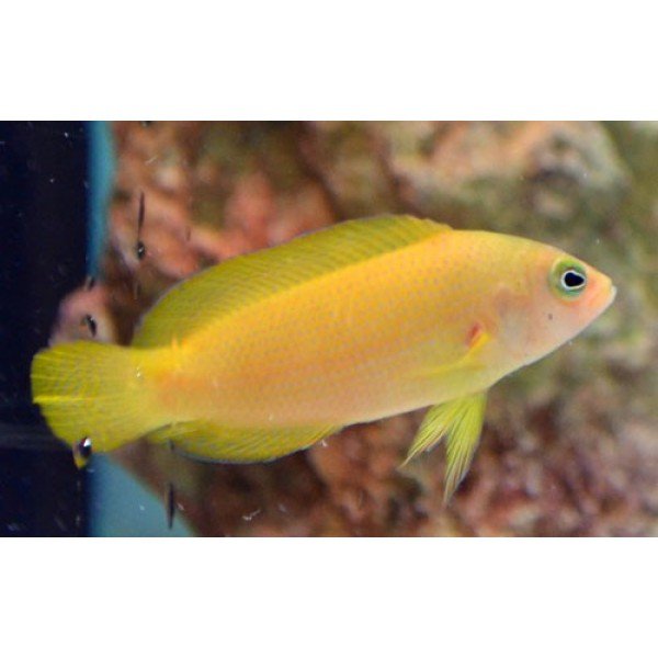YELLOW DOTTYBACK