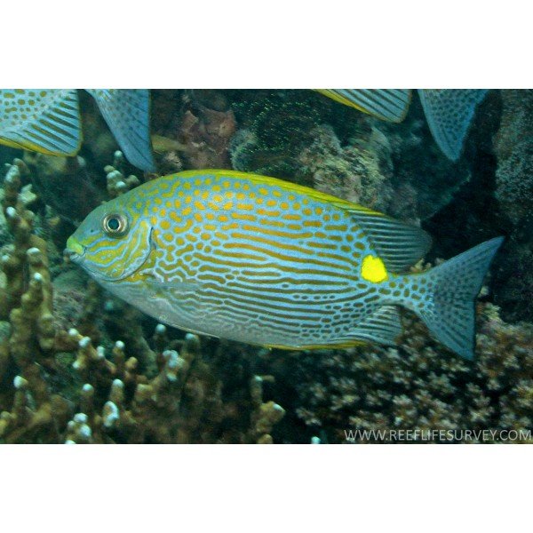 GOLDEN LINED SPINEFOOT