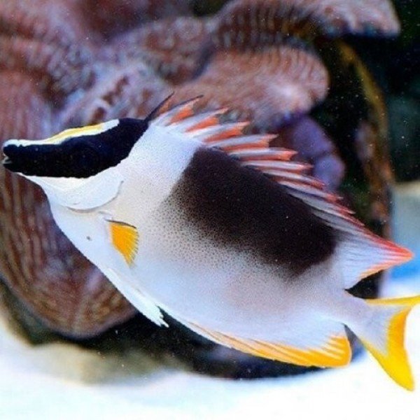 MAGNIFICENT FOX FACE