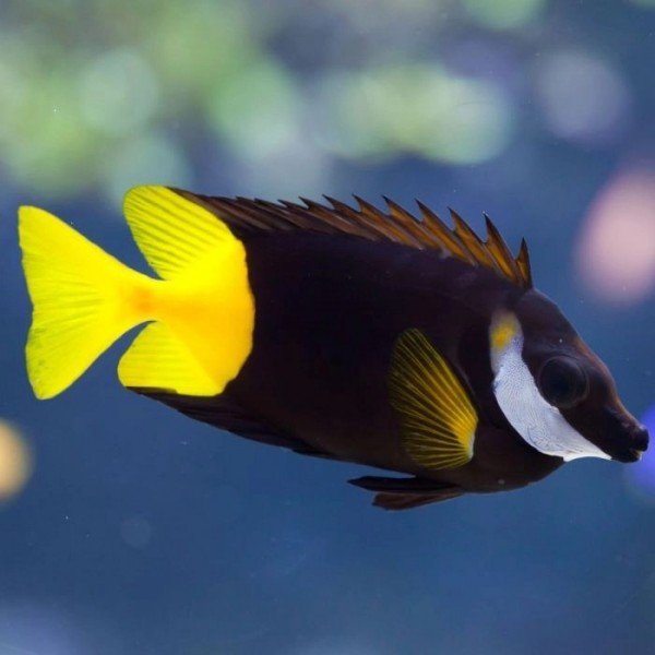 FIJI BICOLOR FOX FACE