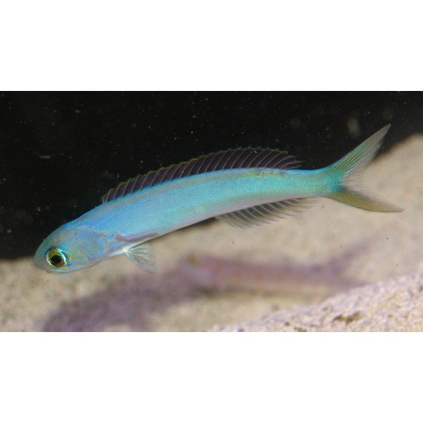 FLASHING TILEFISH GOBY