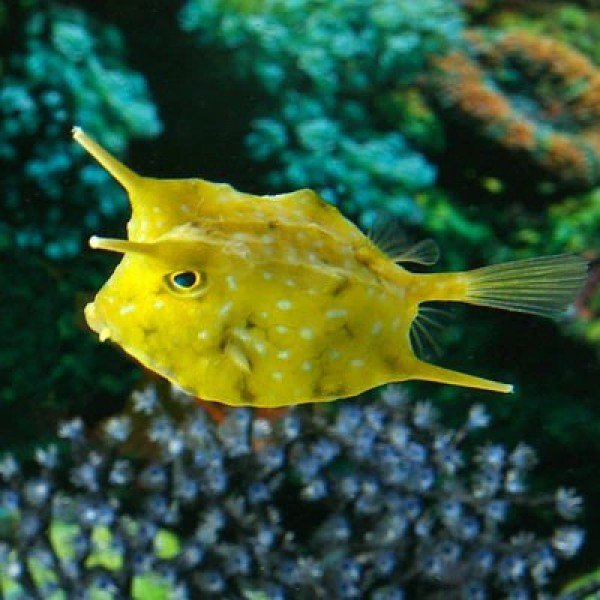 HORN COW FISH