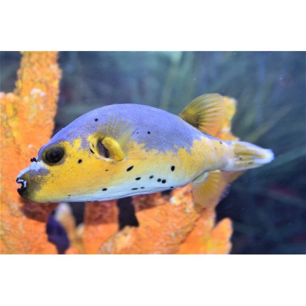 DOGFACE YELLOW BELLY PUFFER