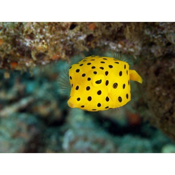 YELLOW BOX FISH 