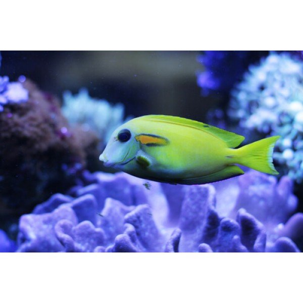 ORANGE SHOUTER TANG JUV