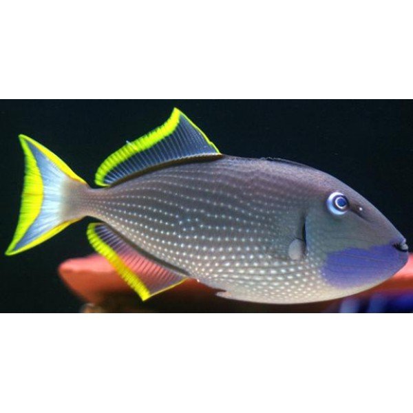 BLUE FACE TRIGGER ( MALE)