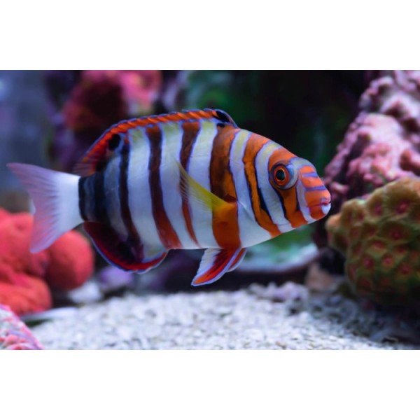 HARLEQUIN TUSFISH HAR WRASSE
