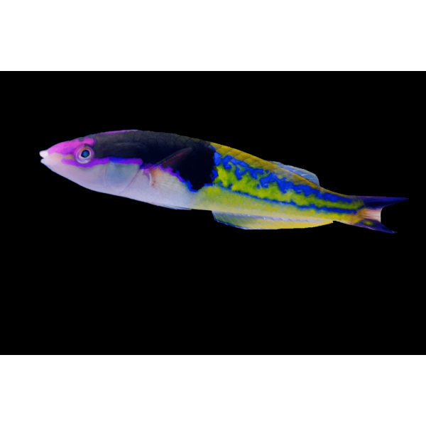 ROYAL PENCIL WRASSE (MALE)