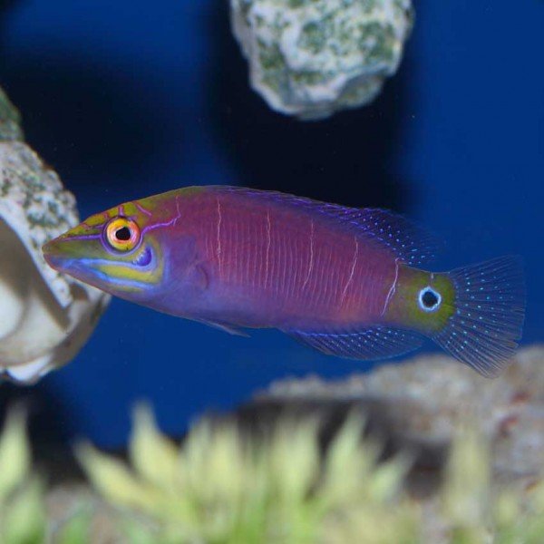 MYSTERY WRASSE