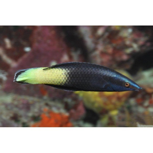 BICOLOR CLEANER WRASSE
